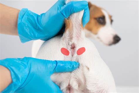 dog anus leaking|Leaking Anal Glands in Dogs: Causes & Remedies